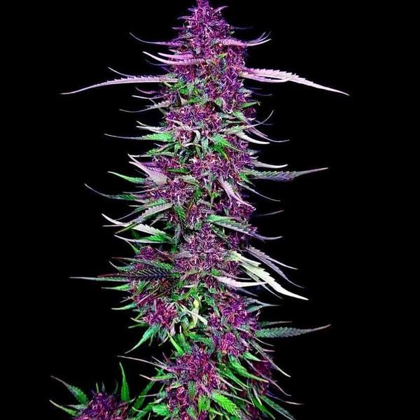 Purple Berry Kush (Spliff Seeds) Feminiserede