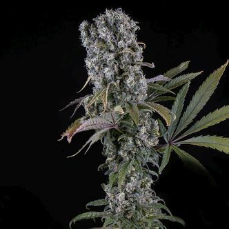 Spliff Cheese Automatic (Spliff Seeds) feminiserede