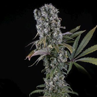 Spliff Cheese Autoflower (Spliff Seeds) Feminiserede