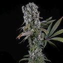 Spliff Cheese Autoflower (Spliff Seeds) Feminiserede