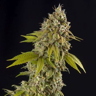 Girl Scout Cookies Automatic (Spliff Seeds) feminiserede