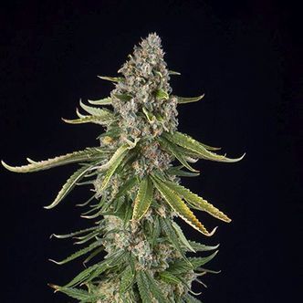 Zkittlez Automatic (Spliff Seeds) feminiserede cannabisfr&oslash;