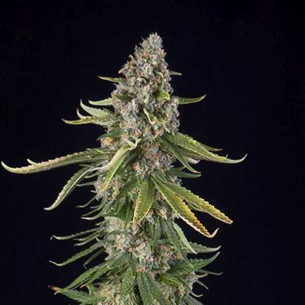 Zkittlez Autoflower (Spliff Seeds) Feminiserede