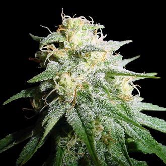 White Widow Autoflower (Spliff Seeds) Feminiserede