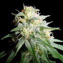 White Widow Autoflower (Spliff Seeds) Feminiserede