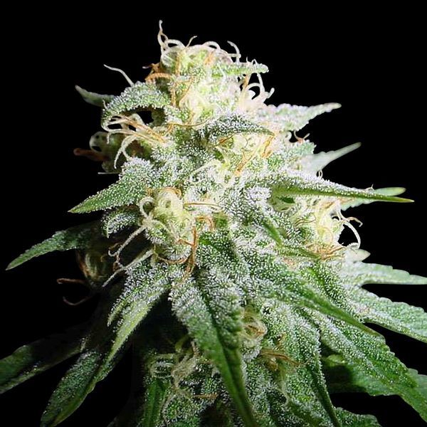 White Widow Autoflower (Spliff Seeds) Feminiserede