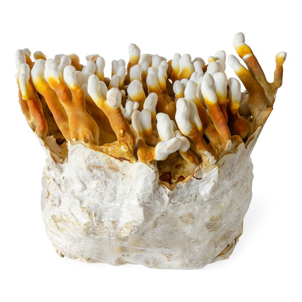 Reishi væskekulturssprøjte (fufufungu)