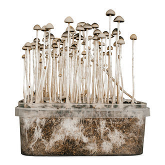 'Copelandia Florida' grow kit