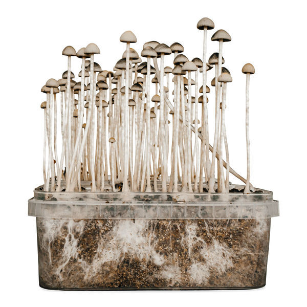 'Copelandia Florida' grow kit
