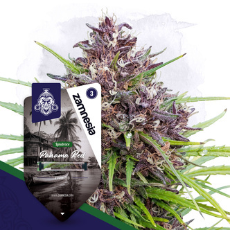 Panama Red (Zamnesia Seeds) Feminiserede