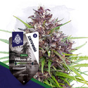 Panama Red (Zamnesia Seeds) Feminiserede