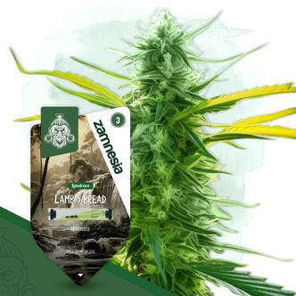 Lamb's Bread (Zamnesia Seeds) Feminiserede