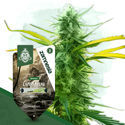 Lamb's Bread (Zamnesia Seeds) Feminiserede