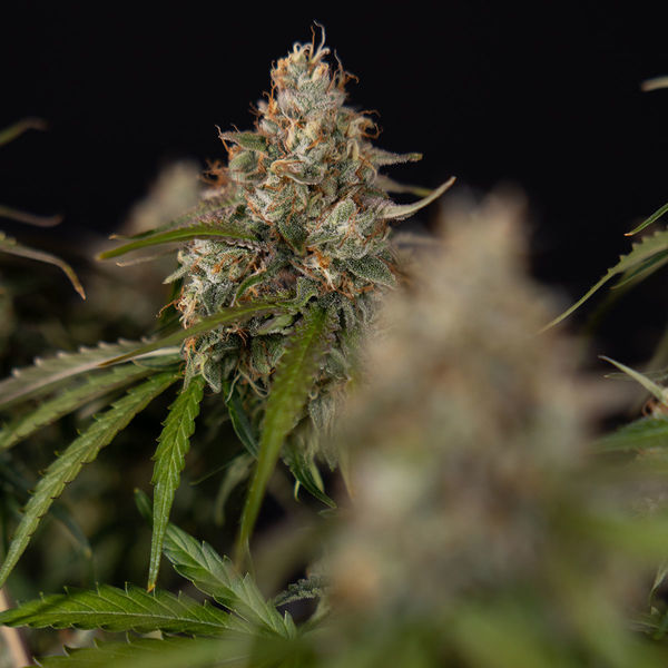 Runtz F1 Autoflower (Zamnesia Seeds) Feminiserede