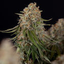 Runtz F1 Autoflower (Zamnesia Seeds) Feminiserede