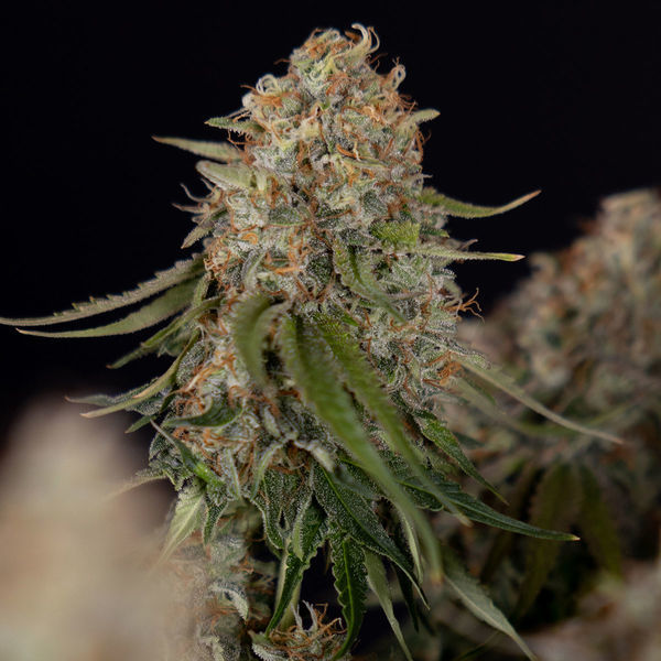 Runtz F1 Autoflower (Zamnesia Seeds) Feminiserede
