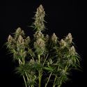 Runtz F1 Autoflower (Zamnesia Seeds) Feminiserede