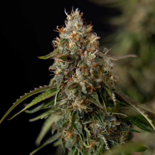 Runtz F1 Autoflower (Zamnesia Seeds) Feminiserede