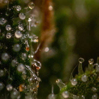 Runtz F1 Autoflower (Zamnesia Seeds) Feminiserede