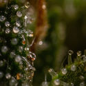 Runtz F1 Autoflower (Zamnesia Seeds) Feminiserede