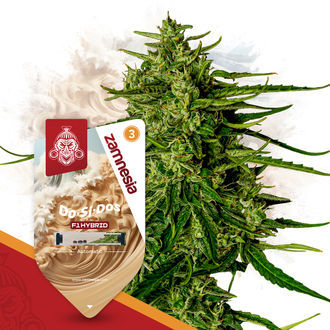 Do-Si-Dos F1 Autoflower (Zamnesia Seeds) Feminiserede