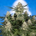 Do-Si-Dos F1 Autoflower (Zamnesia Seeds) Feminiserede