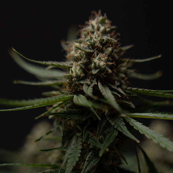 Do-Si-Dos F1 Autoflower (Zamnesia Seeds) Feminiserede