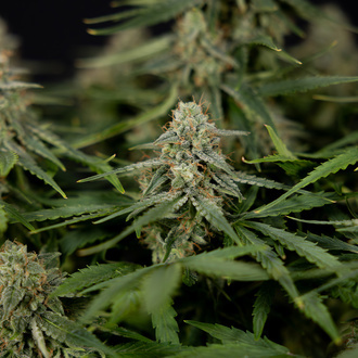 Do-Si-Dos F1 Autoflower (Zamnesia Seeds) Feminiserede