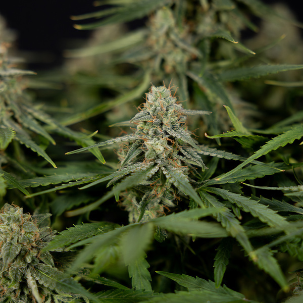 Do-Si-Dos F1 Autoflower (Zamnesia Seeds) Feminiserede