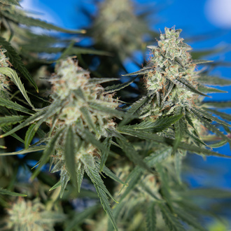 Do-Si-Dos F1 Autoflower (Zamnesia Seeds) Feminiserede