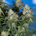 Do-Si-Dos F1 Autoflower (Zamnesia Seeds) Feminiserede
