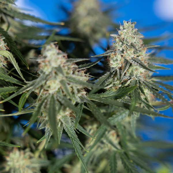 Do-Si-Dos F1 Autoflower (Zamnesia Seeds) Feminiserede