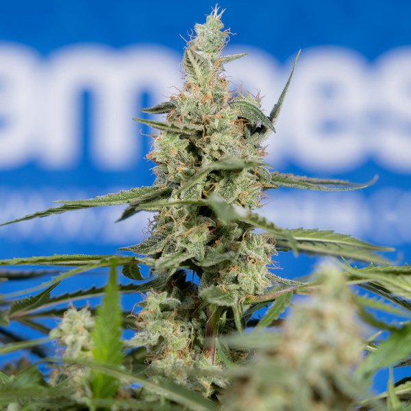 Do-Si-Dos F1 Autoflower (Zamnesia Seeds) Feminiserede