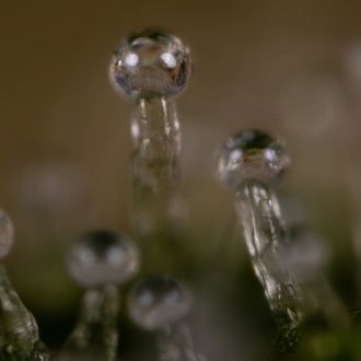 Do-Si-Dos F1 Autoflower (Zamnesia Seeds) Feminiserede
