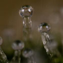 Do-Si-Dos F1 Autoflower (Zamnesia Seeds) Feminiserede