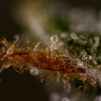 Do-Si-Dos F1 Autoflower (Zamnesia Seeds) Feminiserede