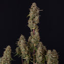 Watermelon Candy F1 Autoflower (Zamnesia Seeds) Feminiserede