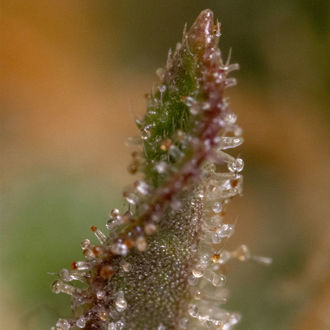 Watermelon Candy F1 Autoflower (Zamnesia Seeds) Feminiserede