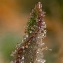Watermelon Candy F1 Autoflower (Zamnesia Seeds) Feminiserede