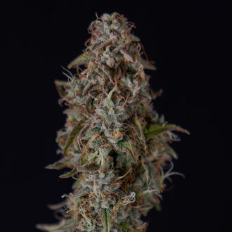 Watermelon Candy F1 Autoflower (Zamnesia Seeds) Feminiserede