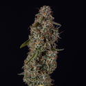 Watermelon Candy F1 Autoflower (Zamnesia Seeds) Feminiserede