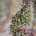 Watermelon Candy F1 Autoflower (Zamnesia Seeds) Feminiserede