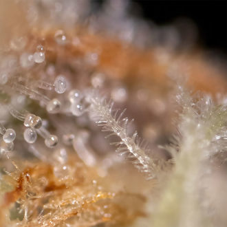 Watermelon Candy F1 Autoflower (Zamnesia Seeds) Feminiserede