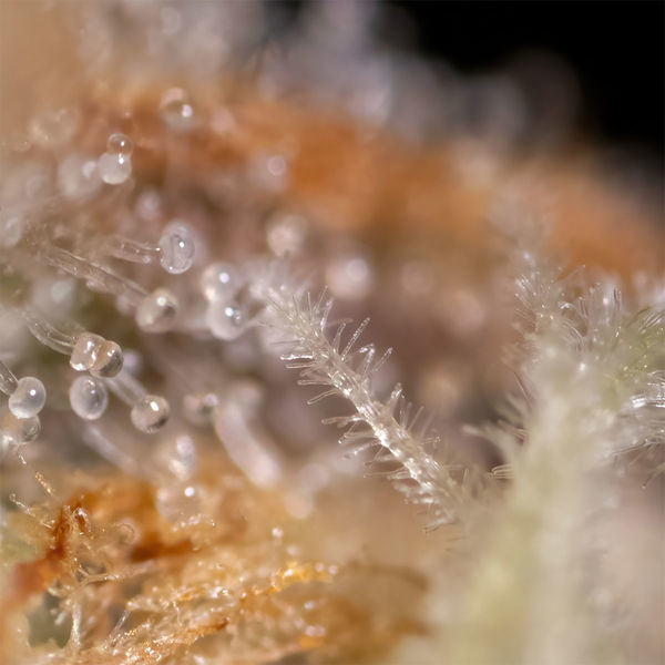 Watermelon Candy F1 Autoflower (Zamnesia Seeds) Feminiserede
