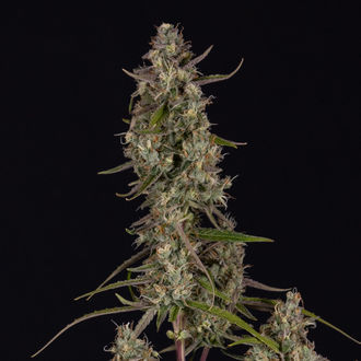 Watermelon Candy F1 Autoflower (Zamnesia Seeds) Feminiserede