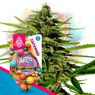 Wurlz F1 Autoflower (Zamnesia Seeds) Feminiserede