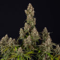 Wurlz F1 Autoflower (Zamnesia Seeds) Feminiserede