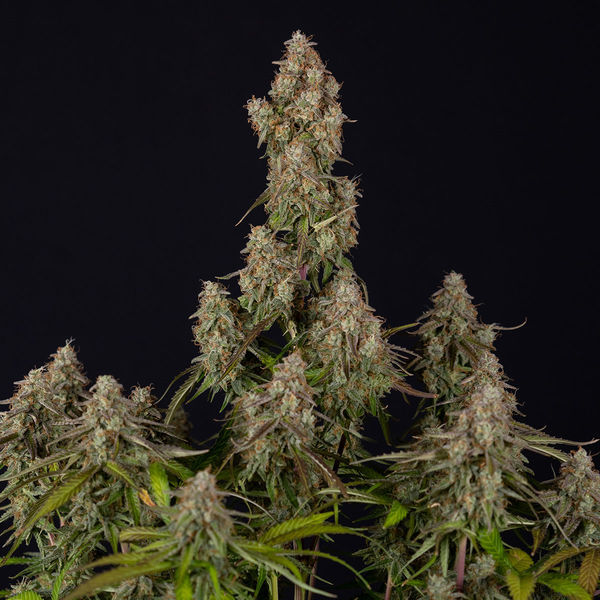 Wurlz F1 Autoflower (Zamnesia Seeds) Feminiserede