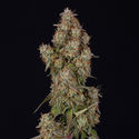 Wurlz F1 Autoflower (Zamnesia Seeds) Feminiserede