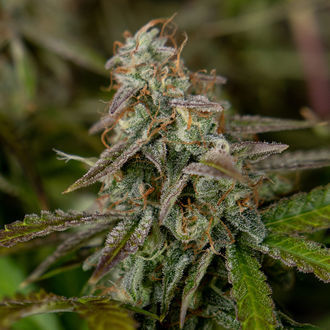 Wurlz F1 Autoflower (Zamnesia Seeds) Feminiserede